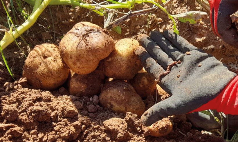 𝗞𝗲𝗹𝗽𝗮𝗸 + 𝗣𝗿𝗼𝗿𝗮𝗱𝗶𝘅 na cultura da batata 🥔 𝗞𝗲𝗹𝗽𝗮𝗸 + 𝗣𝗿𝗼𝗿𝗮𝗱𝗶𝘅 na cultura da batata 🥔